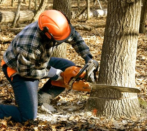 Tree Removal in Marion, WI